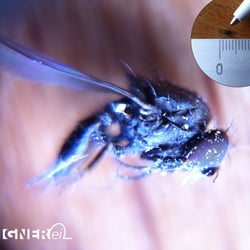 Eine kleine Fruchtfliege
