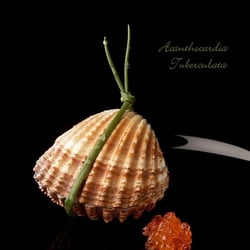 Acanthocardia Tuberculata