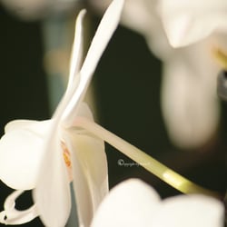 Flower – Orchidee Foto Übungen März 2014
