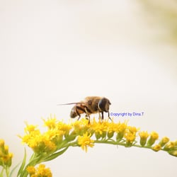 Nature – 2014 Foto Übungen..