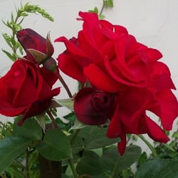 Natur 2012 Blumen