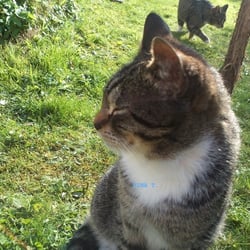 2  Cat ´s..