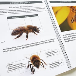 ekdi bienenbuch aufgaben