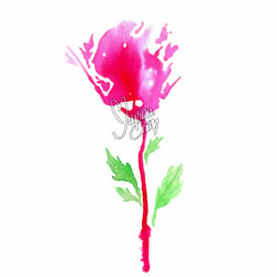 Spirit Rose