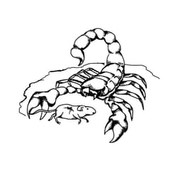 skorpion