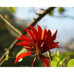 Flammende Blume Tobago