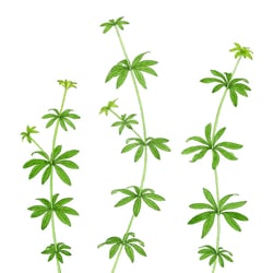 Waldmeister