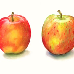 Apfelsorten-rote, Pastell, 2012