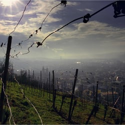 frühe Morgenstunde im Weinberg
