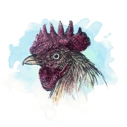 Chicken ink colour