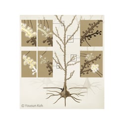 Dendriten