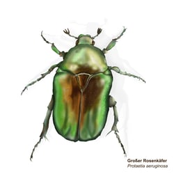 Rosenkäfer