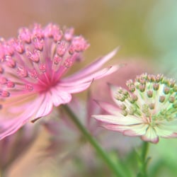 WIESENBLUMEN MAKRO