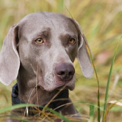 weimaraner elli 1