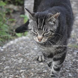 Cat Juli 2014 © by Dina.T