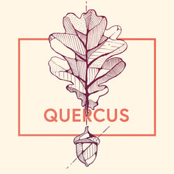 Quercus – Eiche