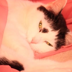 Bastet