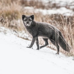 Polarfuchs