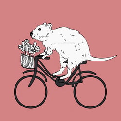 I Quokka Go