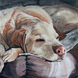 dog