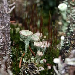 Trompetenflechte