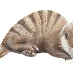 Beutelotter