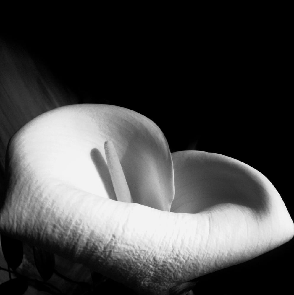 „Die Calla – Sinnlichkeit“