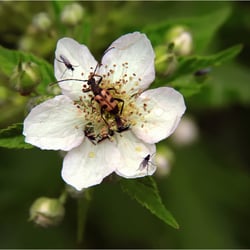 Bockkäfer