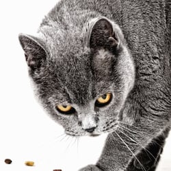 Graue Katze