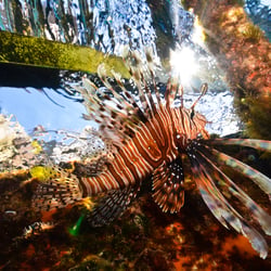 Underwater – Wide Angle Photography
