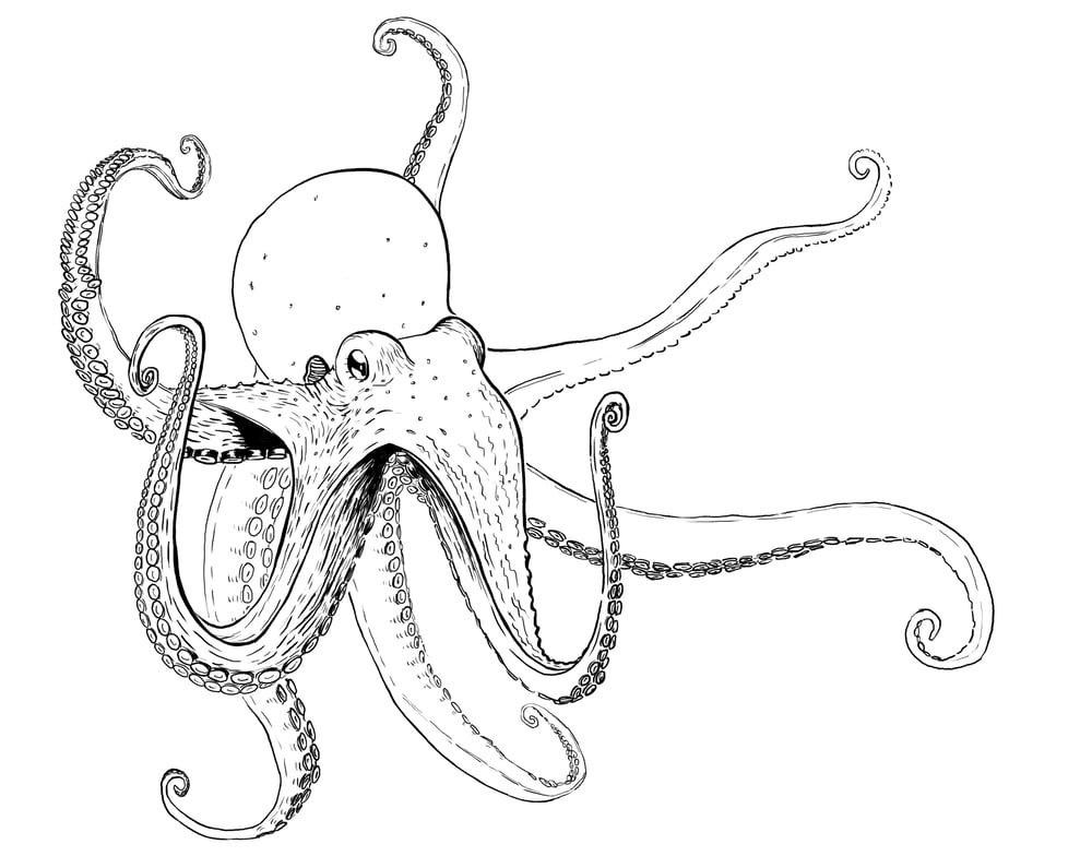 Oktopus