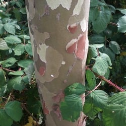 Natur 2012