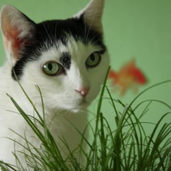 Bastet