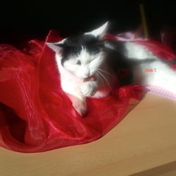 Bastet in Red No 02