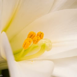 Blumenbild (9 von 60)