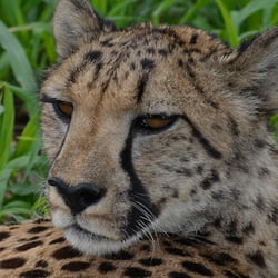Gepard