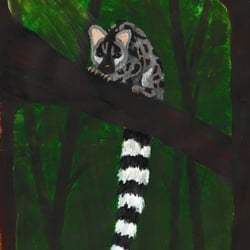 ginsterkatze