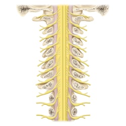 Spinalnerven