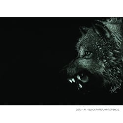 Portrait of a Wolf- Black paper A4 / White color pencil