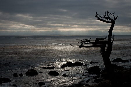 Lonetree