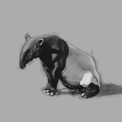 Schabrackentapir