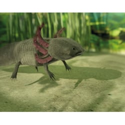 Axolotl (Aus der Arbeit: Wie regeneriert sich das Axolotl?)