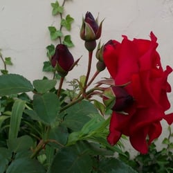 Natur 2012 Blumen