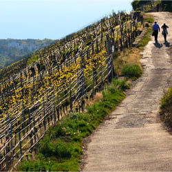 Auf dem Neckarhaldenweg…