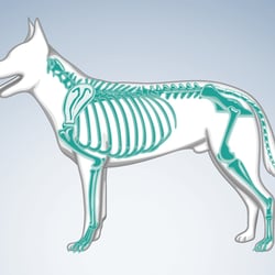 Veterinärorthopädie