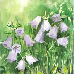 Glockenblumen