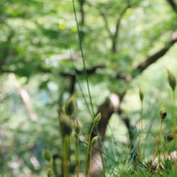 Zwei Blumen unterwegs