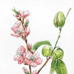 Illustration / Mandelblüte
