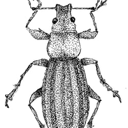 Kundenarbeit – Insekten