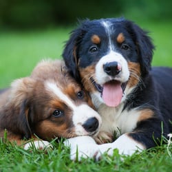 Hundefotografie